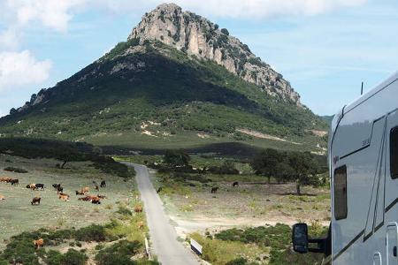 Dauertest Frankia Neo sardischen Provinz Ogliastra