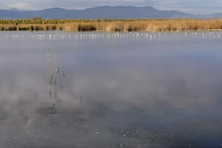 Winter in Spanien f Flamingo