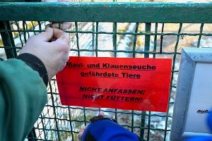 Maul- und Klauenseuche: London verschärft Reisereglungen