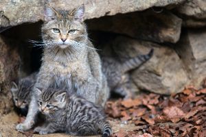 Erster eigener Wald für Wildkatzen in Deutschland