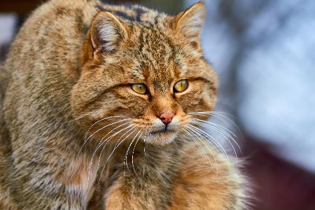rote wildkatze