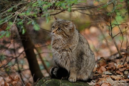 wildkatze in der deckung