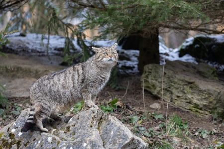 wildkatze