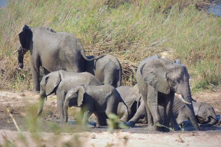 In dem knapp 20.000 Quadratkilometer großen Park können Touristen Elefanten und andere wilde Tiere beobachten. (Symbolbild) In dem knapp 20.000 Quadratkilometer großen Park können Touristen Elefanten und andere wilde Tiere beobachten. (Symbolbild)