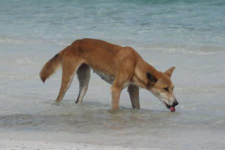 Die Dingos auf K'gari sind eine Attraktion - aber auch gefährlich. (Archivbild)