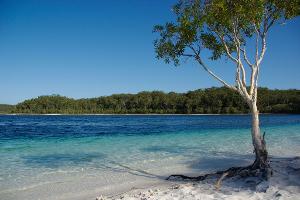Der Lake McKenzie gilt als Postkartenmotiv schlechthin - aber Dingos greifen auch im Wasser an. (Archivbild)
