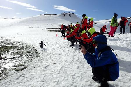 Pinguine zu beobachten, ist ein Highlight der meisten Landgänge.