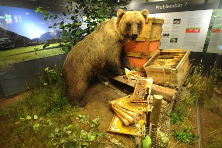 Braunbär Bruno bleibt der Nachwelt ausgestopft als Honigdieb erhalten. (Archivfoto) 