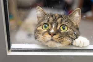 Urteil: Es ist Tierquälerei, Tiere für intime Handlungen zu missbrauchen.
