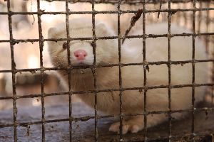 Norwegen verbietet Pelzfarmen