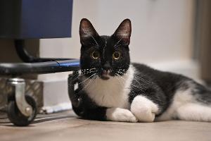 Klinikarzt in Italien operiert eigene Katze - Ermittlungen