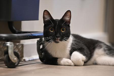 Der Arzt teilte mit, er bereue die Behandlung seiner Katze nicht. (Symbolbild) Der Arzt teilte mit, er bereue die Behandlung seiner Katze nicht. (Symbolbild)