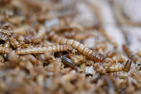 Mit UV-Licht behandeltes Mehlwurmpulver darf in der EU in Lebensmittel zugesetzt werden. (Archivbild) Mit UV-Licht behandeltes Mehlwurmpulver darf in der EU in Lebensmittel zugesetzt werden. (Archivbild)