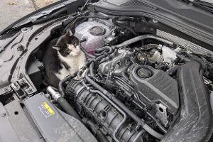 Katze nur durch Zufall entdeckt