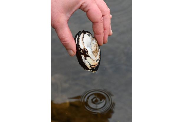 Drei bedrohte Muschelarten wurden nun in Paris in der Seine entdeckt (Archivbild).