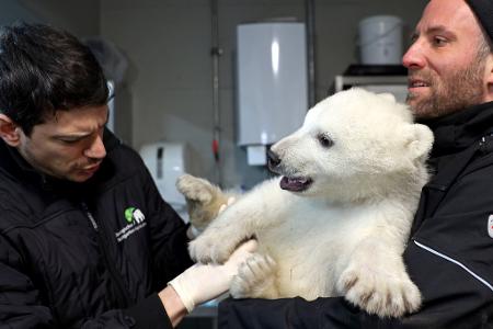 Der kleine Eisbär erweist sich schon als bärenstark.