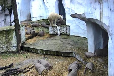 Der kleine Bär erkundet seine Umwelt.