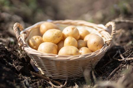 Ein Korb mit Kartoffeln der Sorte 