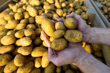 Werden sie mal Pommes, Püree oder Chips? Ein Landwirt hält frisch geerntete Kartoffeln der Sorte Lea in den Händen. (Foto: Archiv)