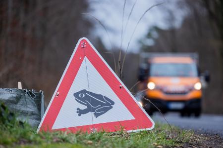 Zum Laichen wandern die Tiere meistens zu dem Gewässer, in dem sie selbst geboren sind (Archivbild). Zum Laichen wandern die Tiere meistens zu dem Gewässer, in dem sie selbst geboren sind (Archivbild).