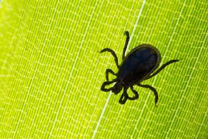 Zecken übertragen am häufigsten die von Bakterien verursachte Borreliose, deren Symptome denen einer Grippe ähneln.