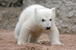 So lange bleibt das Eisbärbaby noch abgeschottet