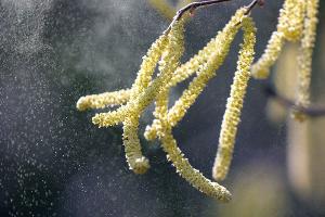 Hatschi! Der milde Winter macht den Pollen-Allergikern schon jetzt zu schaffen.