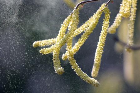 Hatschi! Der milde Winter macht den Pollen-Allergikern schon jetzt zu schaffen.