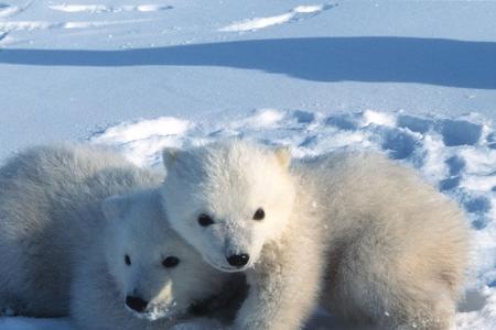 Junge Eisbären in Spitzbergen verlassen um den 9. März herum erstmals ihre Geburtshöhlen.