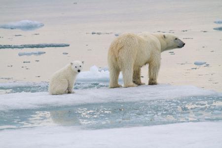 Eine Eisbär-Mutter ist mit einem Jungtier auf einer Eisscholle vor der Küste von Spitzbergen unterwegs.