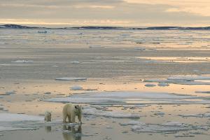 In der Arktis sollen vermehrt Bodenschätze ausgebeutet werden - trifft das auch die Eisbären?