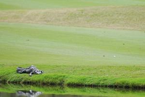 Golfprofi Horschel verjagt Alligator: "Keine große Sache"