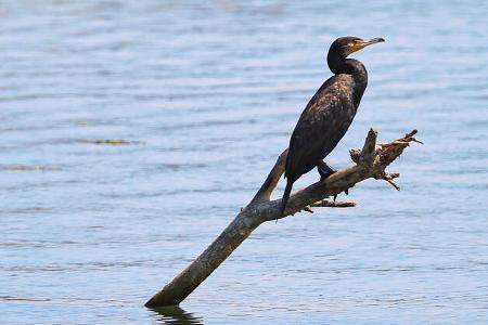 Kormoran