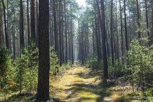 "Nicht im Wald rauchen" - Gefahr von Waldbränden ist hoch