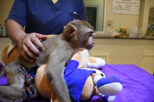 Tiger im OP: Besuch in Thailands erstem Wildtier-Krankenhaus
