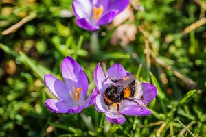 Frühlingshafter Sonntag bringt bis zu 20 Grad