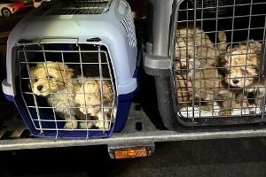 Die neun Hunde wurden dicht gedrängt transportiert und waren dehydriert.