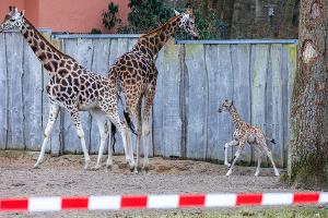 Die Schweriner Giraffen-Famile: Mutter Kahlua (v.l.), Vater Madiba und Jungbulle Mojo.