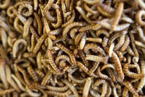 Insekten in Lebensmitteln: Nische oder Trend?