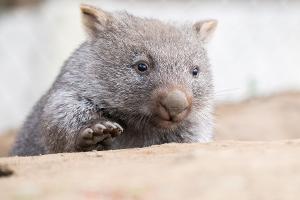 Tierschützer fürchten, dass das Wombat-Baby bei der Aktion verletzt wurde. (Symbolbild)