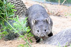 Das Wombat-Baby könnte bei der Aktion verletzt worden sein. (Symbolbild)