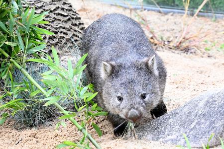 Das Wombat-Baby könnte bei der Aktion verletzt worden sein. (Symbolbild) Das Wombat-Baby könnte bei der Aktion verletzt worden sein. (Symbolbild)
