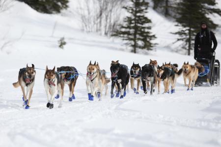 Wegen Schneemangels in Alaska wurde die Iditarod-Rennroute in diesem Jahr geändert. (Archivbild) Wegen Schneemangels in Alaska wurde die Iditarod-Rennroute in diesem Jahr geändert. (Archivbild)
