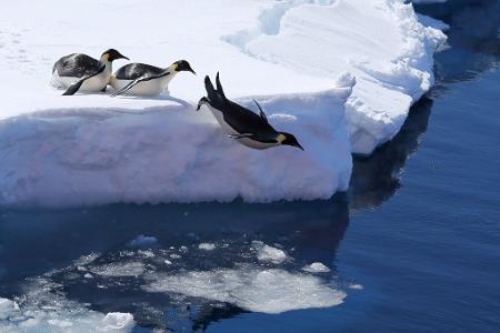 Kaiserpinguine springen von einer Eiskante ins Meer. 