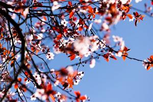 Der kalendarische Frühlingsanfang am Donnerstag wird vielerorts sonnig. 