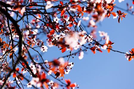 Der kalendarische Frühlingsanfang am Donnerstag wird vielerorts sonnig. 