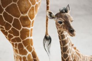 Zoo stellt Giraffenbaby "Sonnenschein" vor