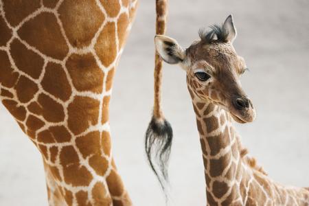Das Giraffenjunge Kianga wurde nach seiner Geburt am 10. März nun der Öffentlichkeit vorgestellt.