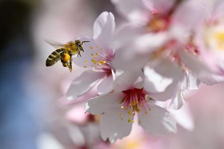 Der Frühling versteckt sich am Wochenende wieder etwas mehr. Der Frühling versteckt sich am Wochenende wieder etwas mehr.