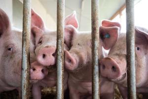 Nach Auftreten der Maul- und Klauenseuche verhängten verschiedene Länder außerhalb der EU Einfuhrbeschränkungen für Tiere und Tiererzeugnisse aus Deutschland. (Symbolbild)